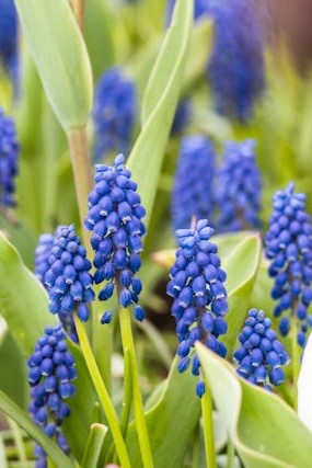 a photo of blue hyacinth buds