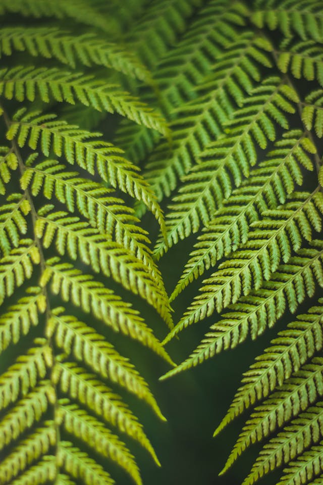 a close-up photo showing fern leaves