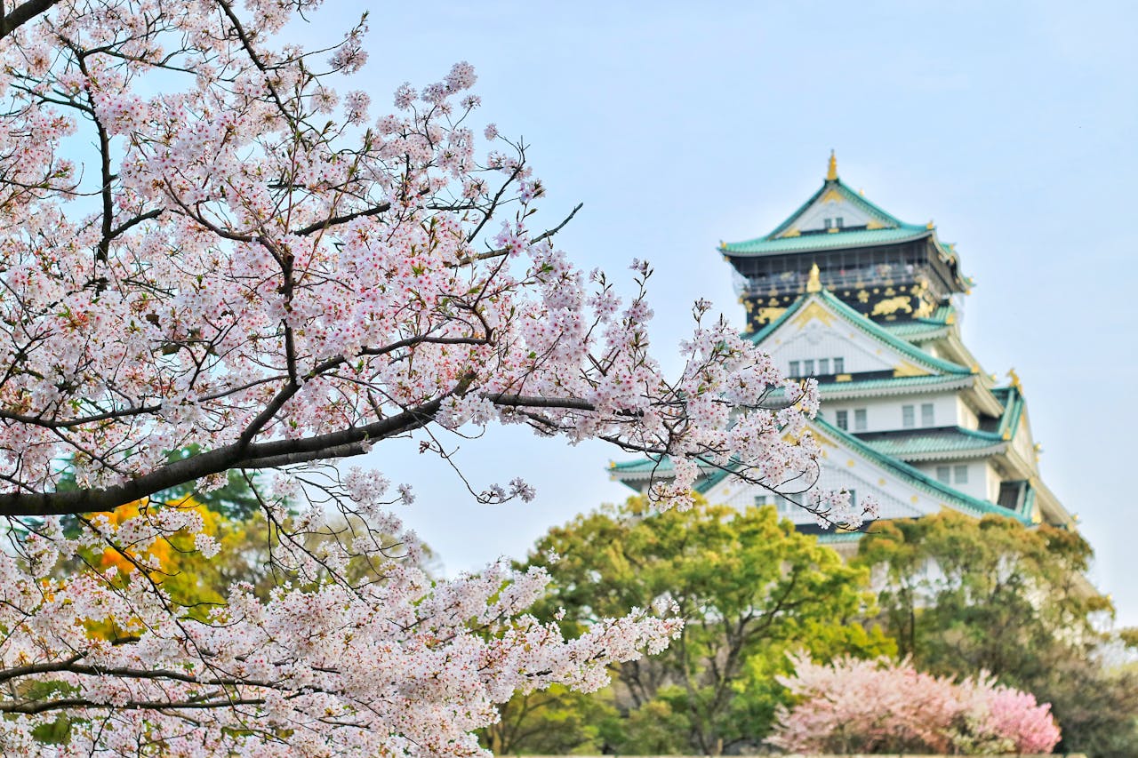 a picture of a cherry blossom tree in bloom in the foreground with a traditional-style Japanese building in the background