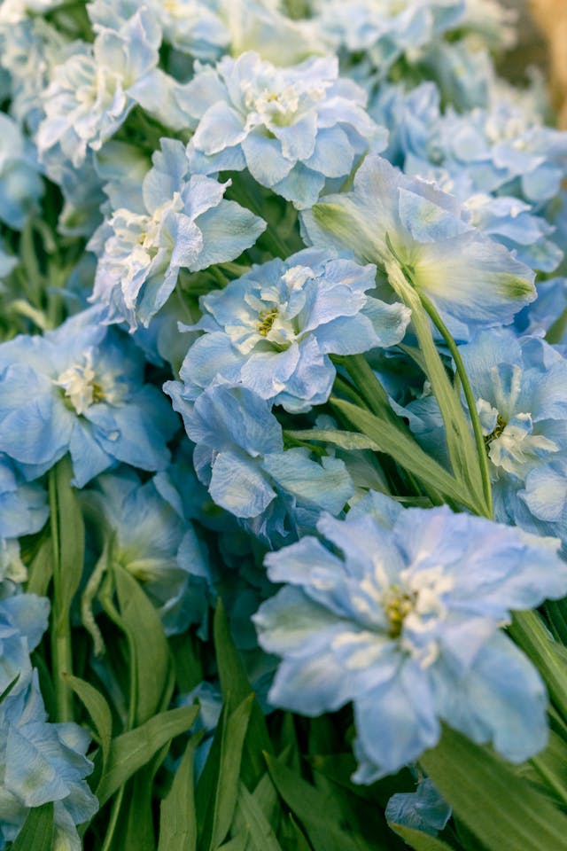 a close-up photo of pale blue delphinium blooms